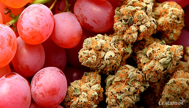 Сорт конопли Grape Ape