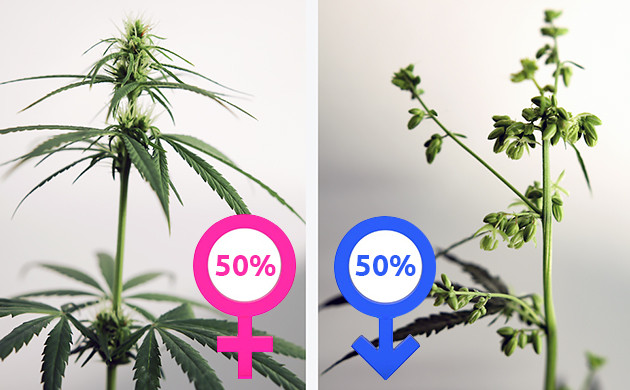 Мужские и женские растения конопли