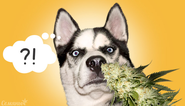 Подборка слабопахнущих сортов марихуаны Сорта без запаха