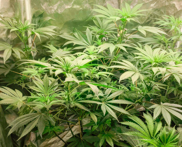 Куст Jealousy Kush fem от Seedkeepers на 7 неделе выращивания