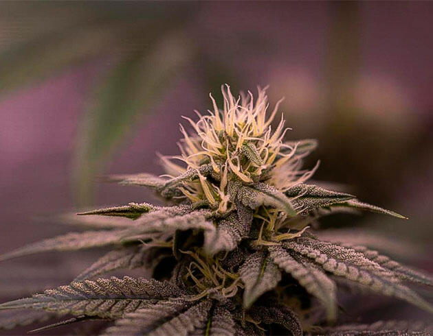 Каннабис с увеличенной высотой и началом потемнения листвы