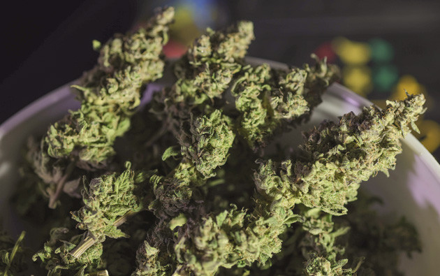 Общие впечатления о сорте Fullgas Сбор урожая конопли