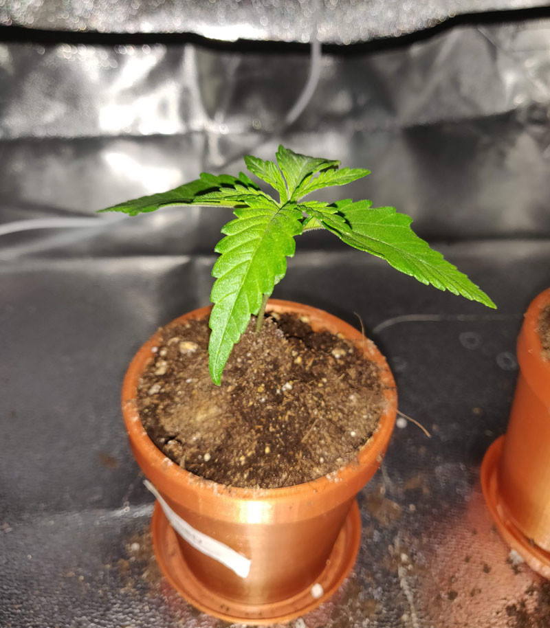 Начало выращивания сорта LSD Росток LSD