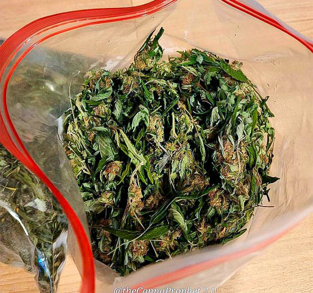 Шишки сорта GG4 Sherbet FF fem