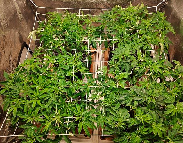 Десятая неделя стадии вегетации Распределение побегов по сетке Скрог