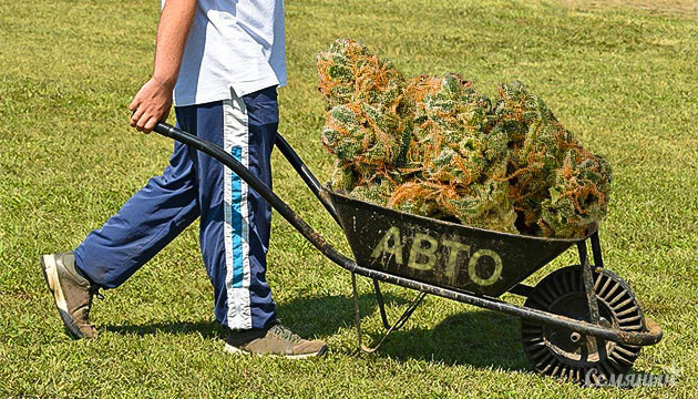 Как получить больше урожая с автоцветов