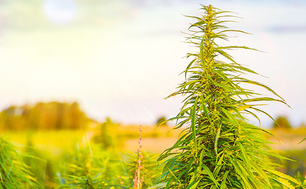 Естественное освещение конопли