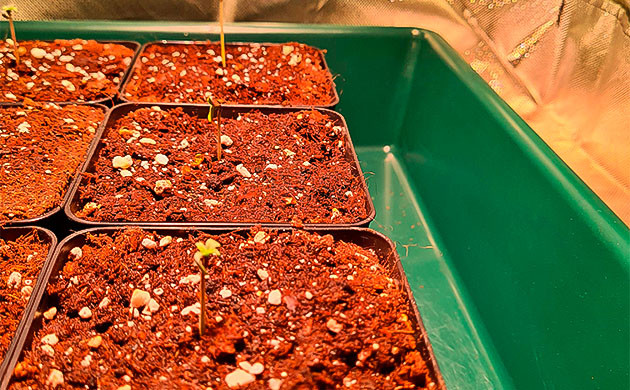 Проращивание семени и удобрения Росток Blueberry Hill от сидбанка Herbies Seeds