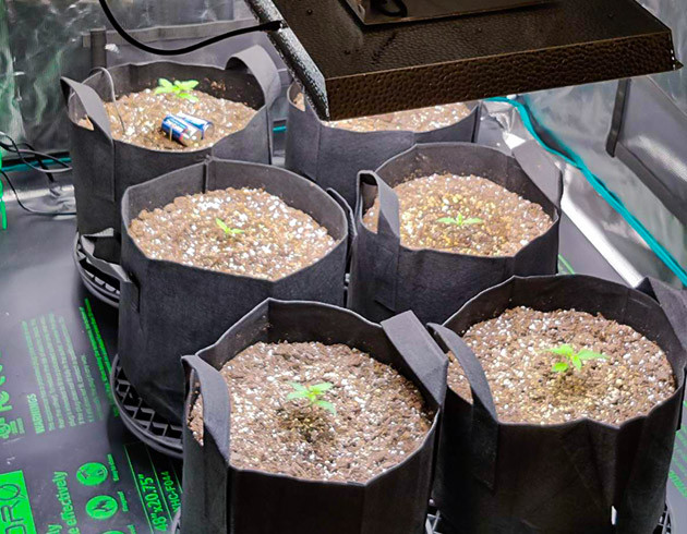 Режим полива Afghan Kush Ryder Auto Выращивание конопли Afghan Kush Ryder Auto