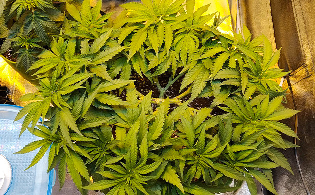 Густой куст конопли