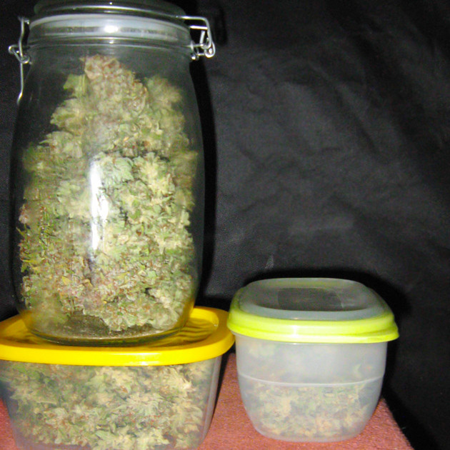 141 грамм шишек Сухой урожай