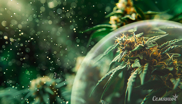 Сенсимилья что это такое простыми словами