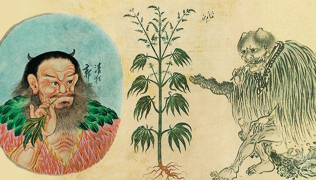 История конопляных семян