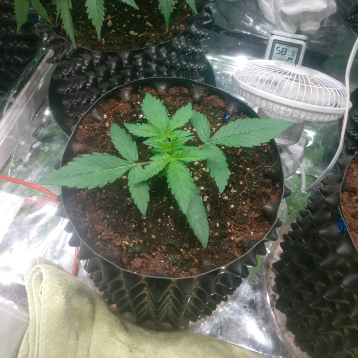 Куст Auto New Youk City на второй неделе выращивания