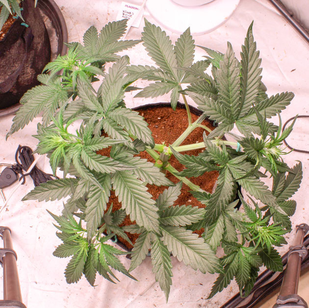 Куст конопли ростом 33 см