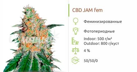 CBD JAM fem (Delicious Seeds)