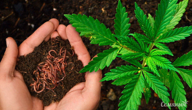 Добавление живых организмов в почву при выращивании коноплий Плюсы и минусы добавок для живой почвы