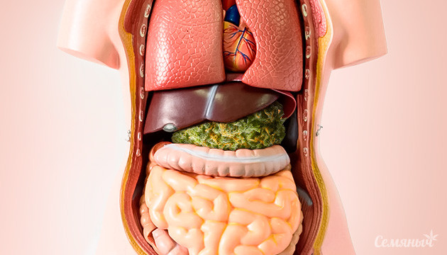 натуральные каннабиноиды против стресса