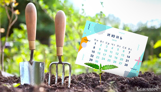 Быстрые сорта марихуаны