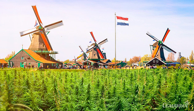 В некоторых голландских городах разрешат выращивать каннабис В двух голландских городах разрешат выращивать коноплю