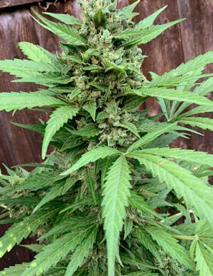 Мутные трихомы на шишке