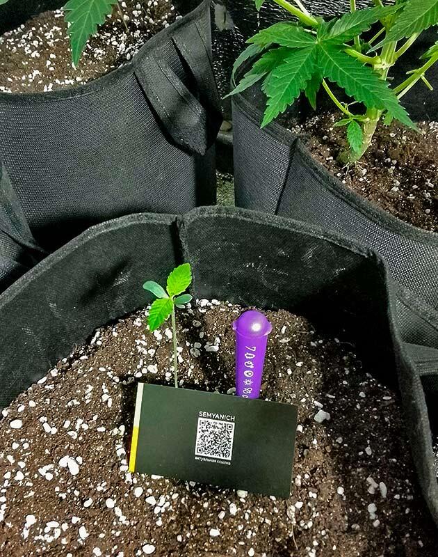 Ростки Acid Rain Autoflower от Easy Grow Seeds на 1 неделе