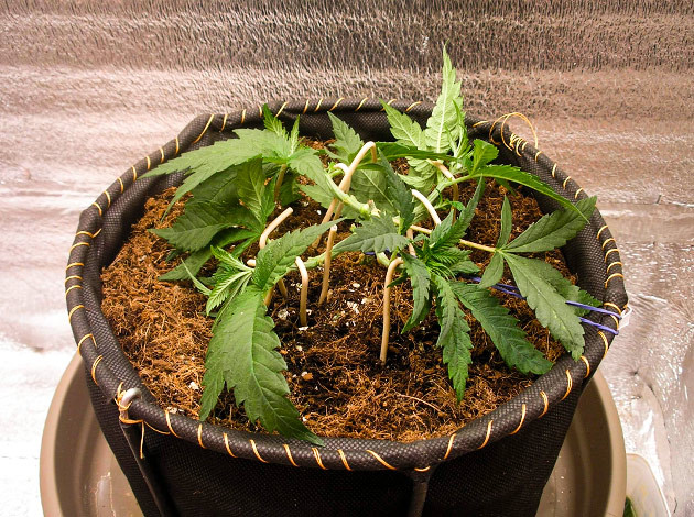 Использование техники Main Lining на 5 неделе выращивания Куст после техники Main Lining