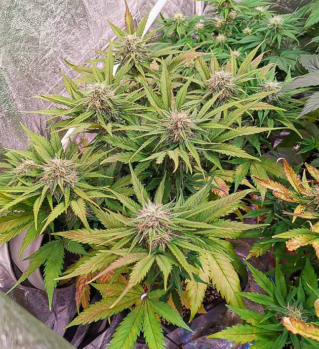 Проблемы с pH и блокировка растений Последствия неконтролируемого pH для растений