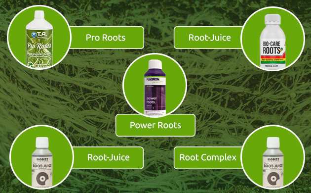 Экстракты водорослей для роста растений Стимуляторы корнеобразования и их значение