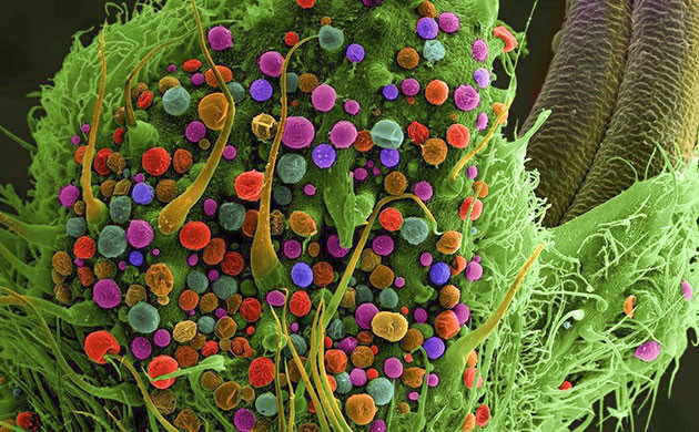 Флавоноиды в марихуане