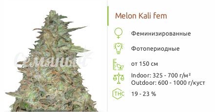 Melon Kali fem (KFC Seeds)