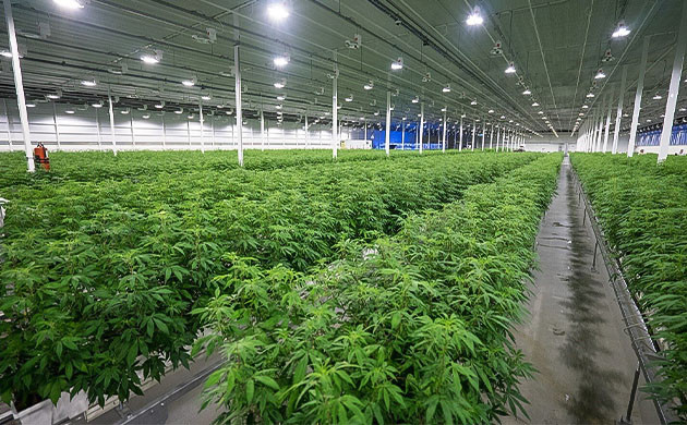 Самая большая закрытая ферма марихуаны от компании Aurora Sky Конопляная оранжерея от Aurora Sky