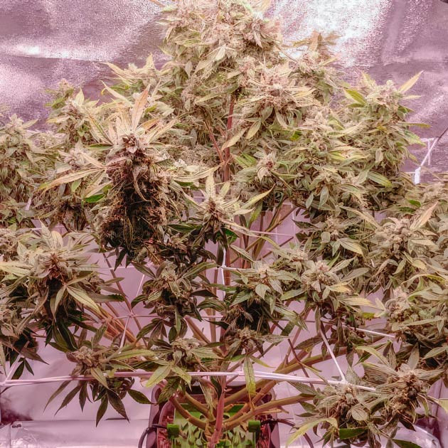 Куст Auto Orange Bud от Dutch Passion на последней неделе выращивания