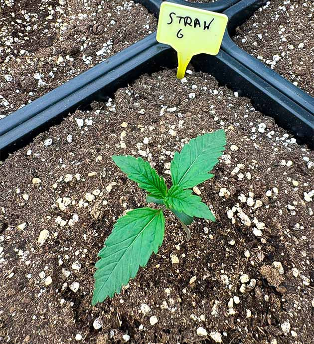 Росток Strawberry Gorilla Auto от FastBuds на 1 неделе