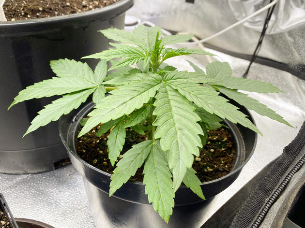 Strawberry Gorilla Auto на 2 неделе выращивания