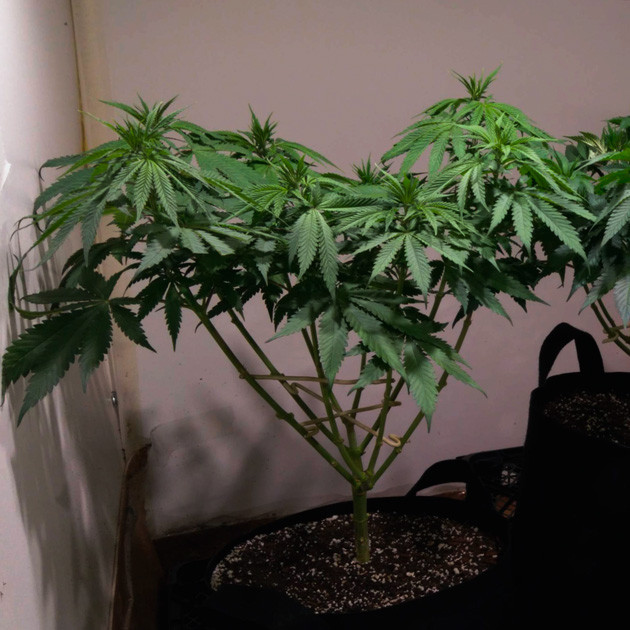 Дефолиация нижних листьев Куст на 8 неделе выращивания