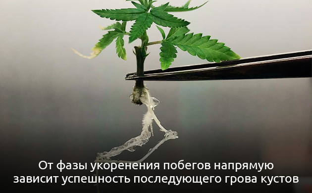 Укоренение побегов