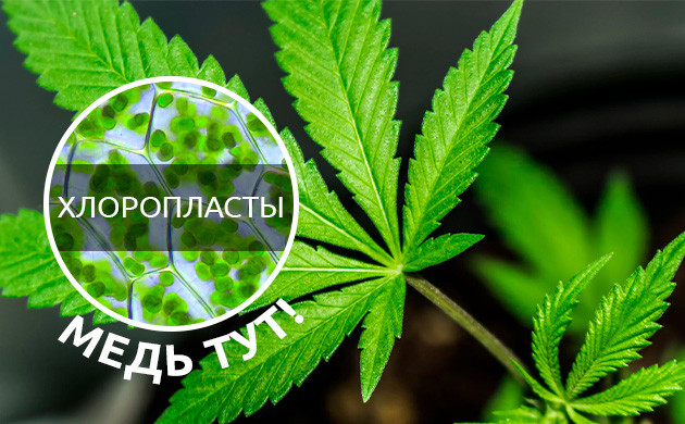 Важность меди для конопли