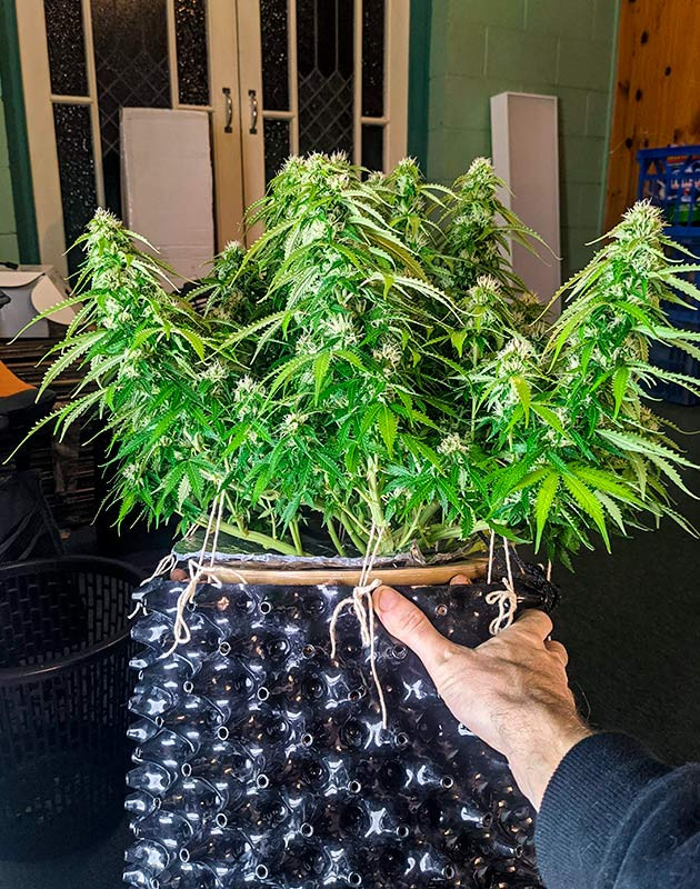 Стимуляция цветения сорта Gorilla Glue Auto