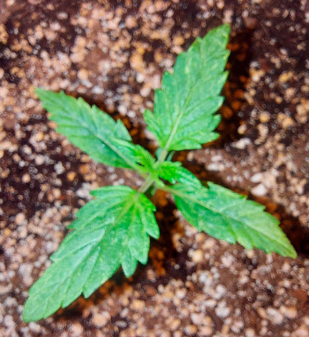 Росток сорта Auto White Widow