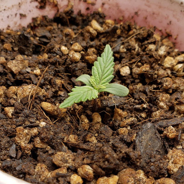 Росток марихуаны Mexican Airlines auto fem