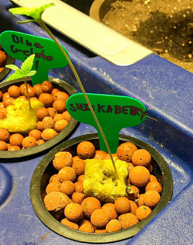 Начало грова Shiskaberry Прорастание семени Shiskaberry