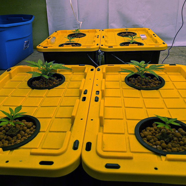 Сорт конопли Girl Scout Cookies auto fem на этапе вегетации Рост марихуаны сорта Girl Scout Cookies auto fem