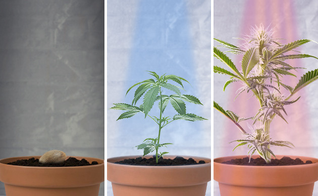 Свет для проращивания, вегетации и цветения конопли