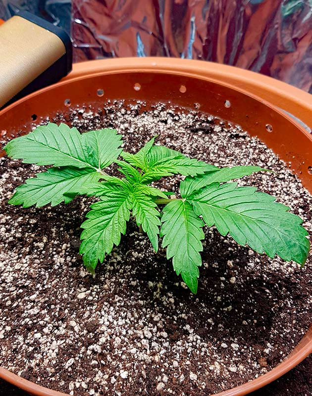 Режим удобрения куста Zkittlez Auto Растение Zkittlez Auto