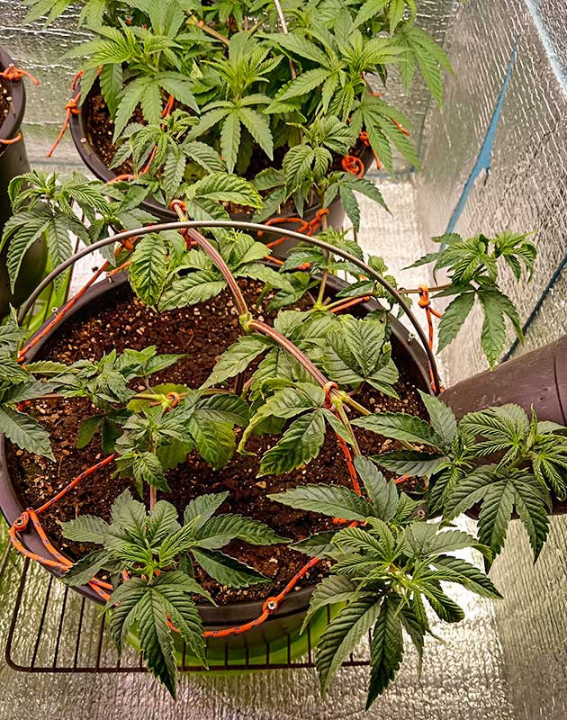 Метод LST конопли