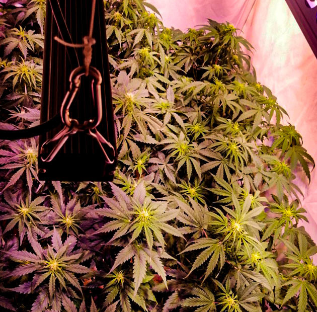 Куст Original Auto Skunk на 6 неделе выращивания