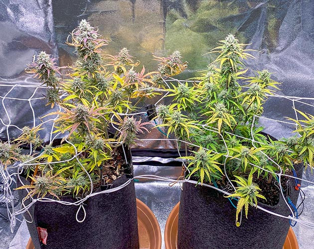 Развитие соцветий Wedding Cake Auto к седьмой неделе