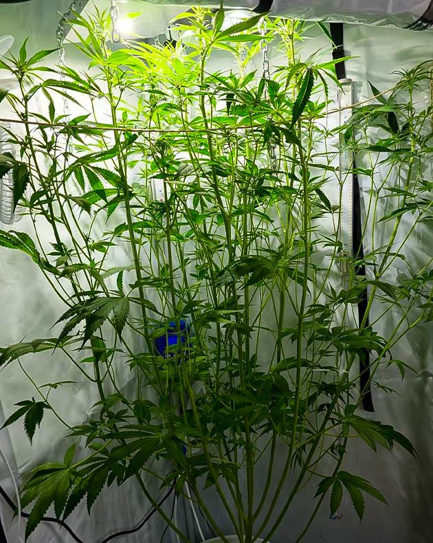 Тренировка растения Purple Juice Auto Подготовка куста Purple Juice Auto к цветению