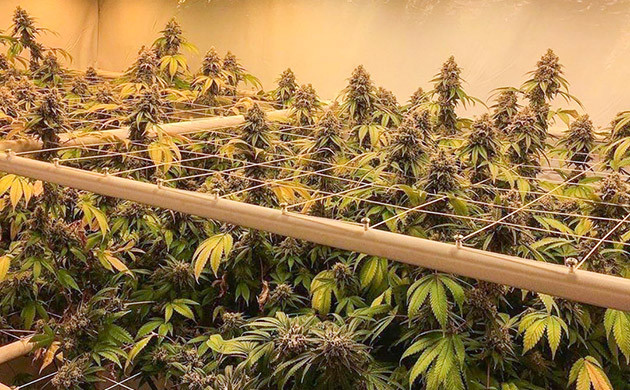 Cпособы тренировки конопли Использование тренировок для конопли